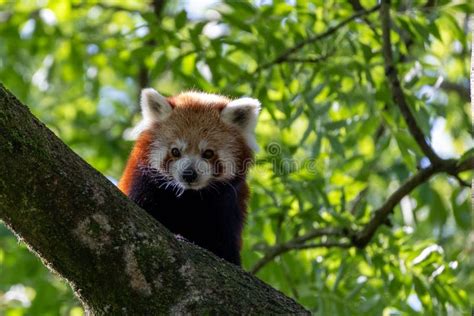 Western Red Panda Ailurus Fulgens Fulgens Also Known As The Nepalese