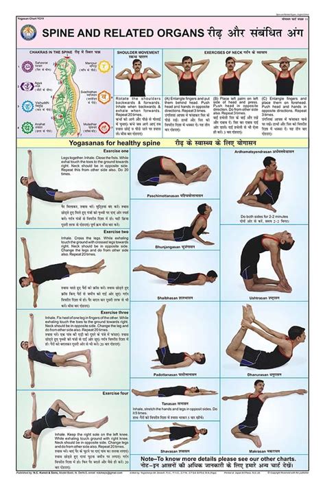 Buy Yo11 Teachingnest Spine And Related Organs Yoga Chart 50x75cm