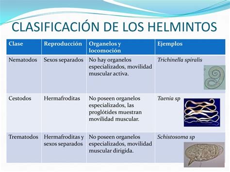 1 Protozoarios Y Helmintos PPT