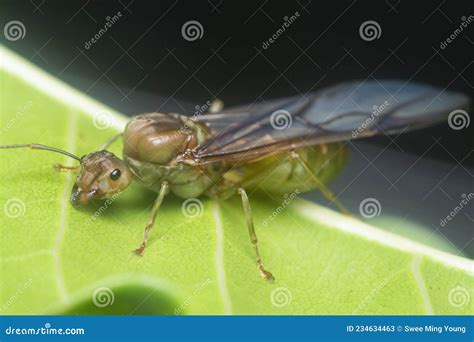 Close Shot of the Oecophylla Smaragdina Queen Ant Stock Image - Image of arthropoda, hymenoptera ...