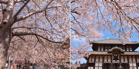 Sakura Season To Start On 21 Mar, Catch It In Japan Since Travels Have ...