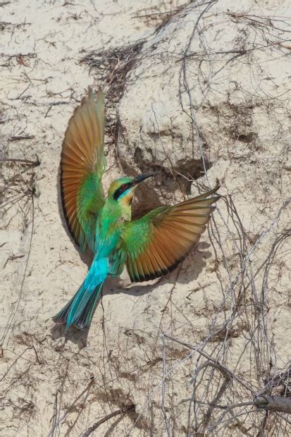 Rainbow Bee Eaters Nesting Season - Australian Photography