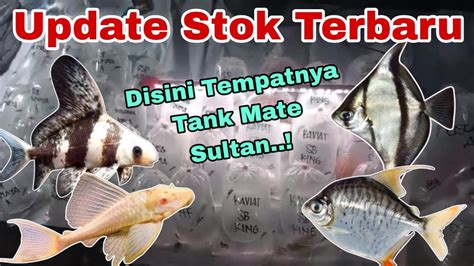 Yang Di Cari Para Sultan Update Harga Ikan Tank Mate Di Pasar Ikan