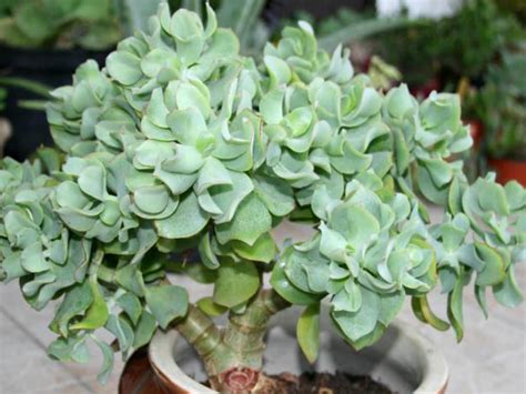 Crassula Arborescens Subsp Undulatifolia Ripple Jade World Of Succulents