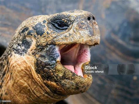 Head Of Galapagos Giant Tortoise Stock Photo - Download Image Now - Turtle, Tortoise, Animal ...