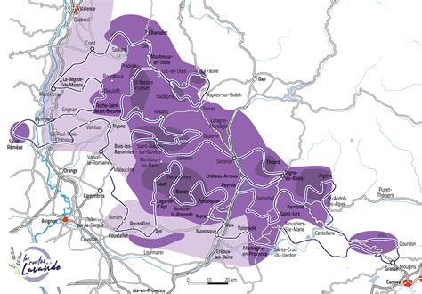 La Floraison De La Lavande Routes De La Lavande