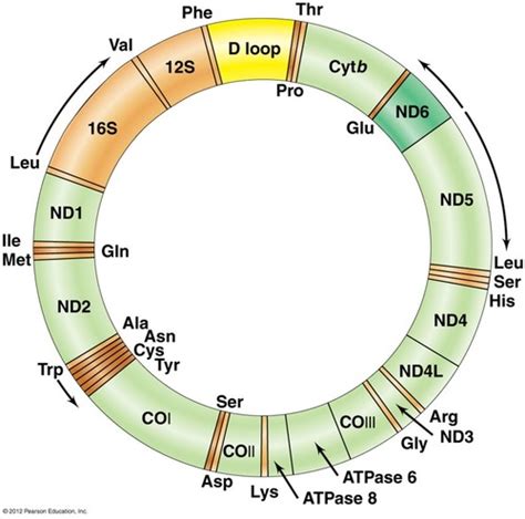 Mitochondrial Genome Flashcards Quizlet