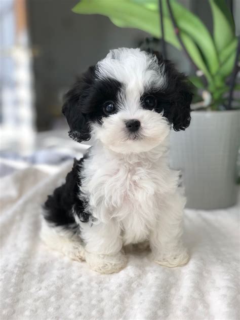 Maltipoo Puppies For Sale In Goldsboro Nc at Jermaine Dickens blog