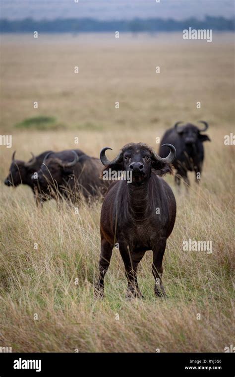 Cape Buffalo Kenya Africa Stock Photo Alamy