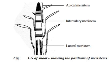 Meristem And Its Types Plant Anatomy Biology Teach