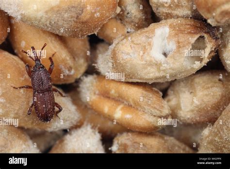 Beetle Of Wheat Weevil Also Known As The Grain Weevil Or Granary Weevil