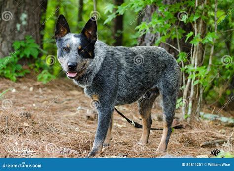 Blue Heeler Feeding Puppies Stock Photography | CartoonDealer.com ...