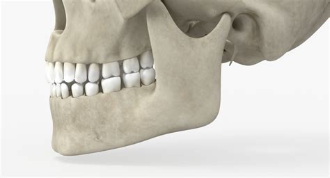 Skull Anatomy 3D Model - TurboSquid 1381796