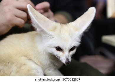 Fennec Fox Pet Wild Animal Home Stock Photo 2087963878 | Shutterstock