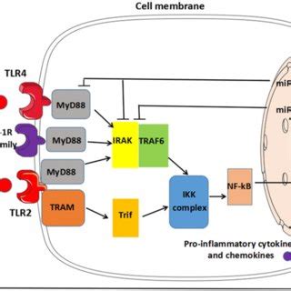 Activation Of Nf B Via Tlr Il R Mediated Signaling Pathways And