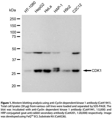 Anti Cyclin Dependent Kinase 1 Rabbit Monoclonal Ab 1941 GenuIN Biotech