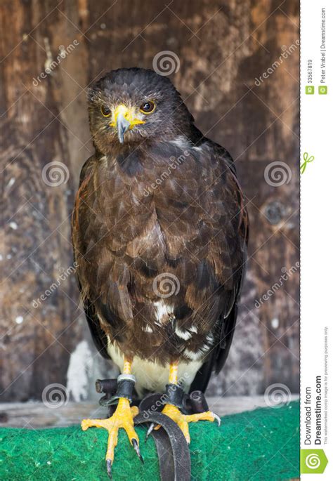 Harris Hawk Unicinctus De Parabuteo Imagem De Stock Imagem De Fundo