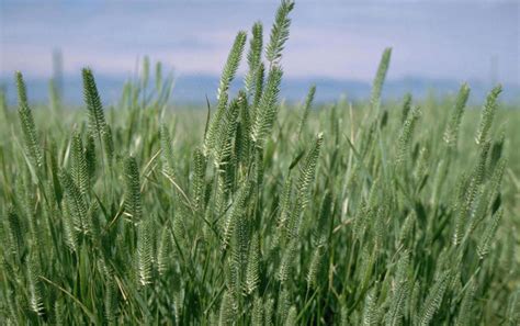 Crested Wheatgrass | Invasive Species Program | Nebraska