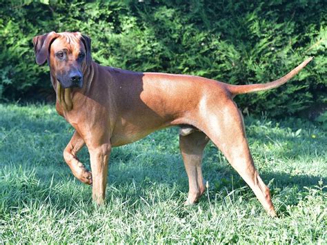 De Race Rhodesian Ridgeback Disponible Pour Saillie Petite Annonce Chien