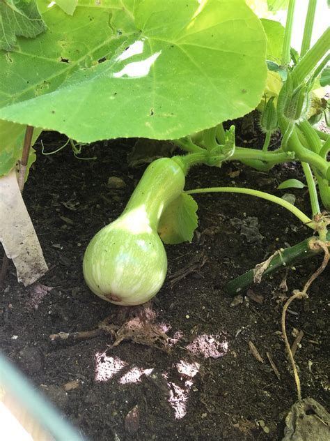 Have Been Waiting For This One My First Butternut Squash Grown From