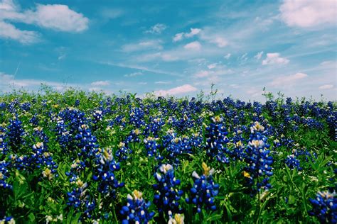 Free Images Nature Grass Sky Field Meadow Prairie Flower Blue Flora Wildflower