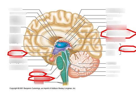 Anatomy Of The Human Brain Diagram Quizlet