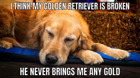 8+ Brilliant Golden Retriever Memes You Need To See