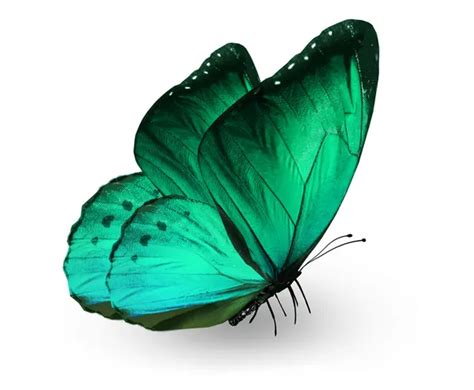 Butterfly Stock Photos Royalty Free Butterfly Images Depositphotos