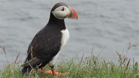 Puffin Bird Beak - Free photo on Pixabay - Pixabay