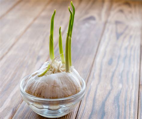 How To Grow Garlic In Water For A Speedy Crop Of Greens Homes Gardens