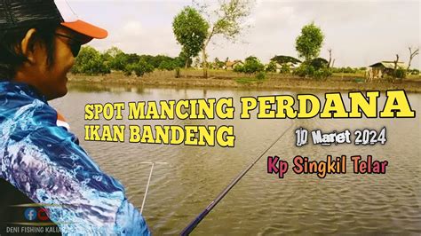 TESTER PERDANA IKAN BANDENG RUTE SPOT KP SINGKIL TELAR EMPANG