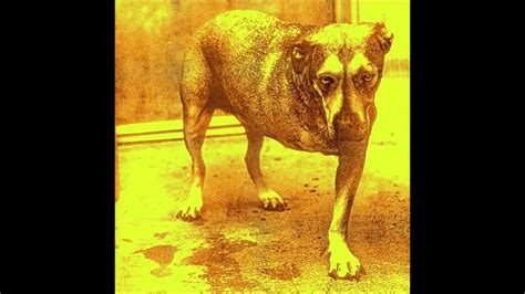 Alice In Chains Three Legged Dog Remastered Hd Youtube