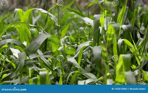 Green Fodder in Livestock Nutrition Stock Photo - Image of fodder ...