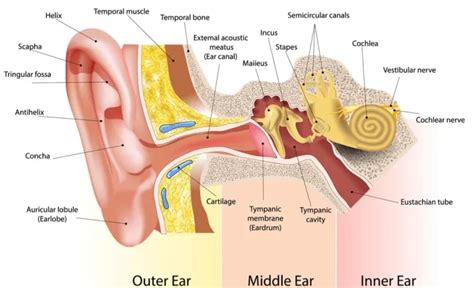 Belajar Mengenal Anatomi Telinga Manusia Dan Masing Masing Fungsinya