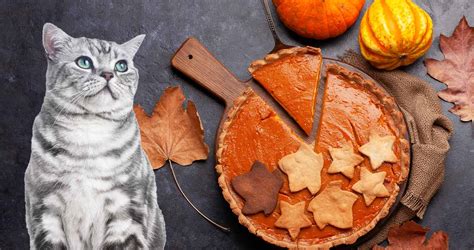 Can Cats Eat Pumpkin? (How Much Pumpkin Can Cats Eat?)