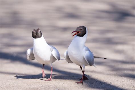 Black Headed Gull Facts Chroicocephalus Ridibundus