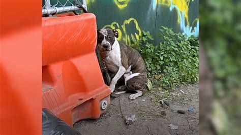 Dog Dumped And Chained In A Back Alley Learns What Love Feels Like