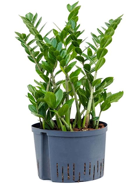 Zamioculcas Zamiifolia Plant Wholesale FlorAccess