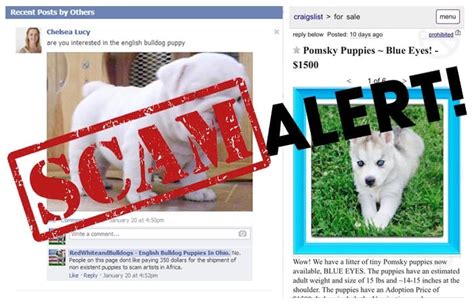 10 Signs Of Puppy Scams And How To Avoid Being Tricked Ruffeodrive