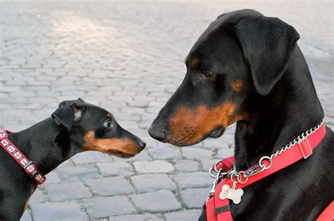 Manchester Terrier Dog Breed Information Doberman Pinscher Dog