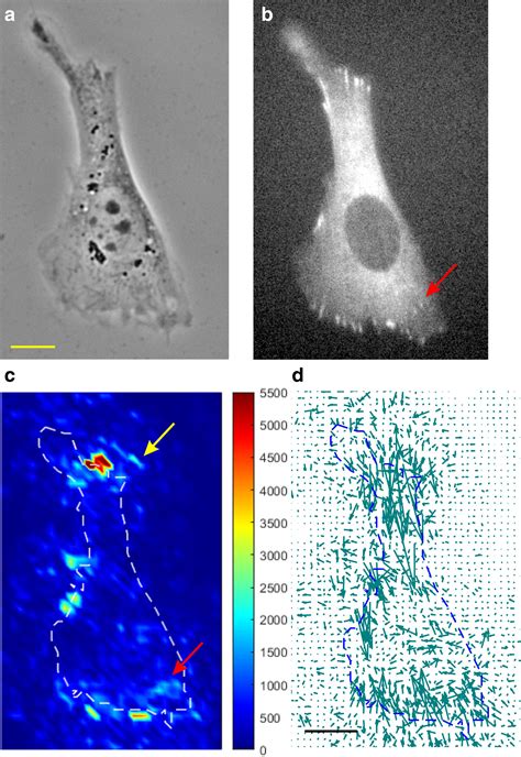 Traction Force Microscopy By Deep Learning Biophysical Journal