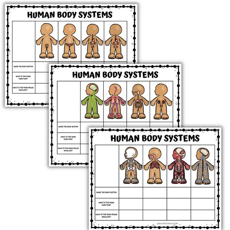 Human Body Systems Bundle Worksheets Library