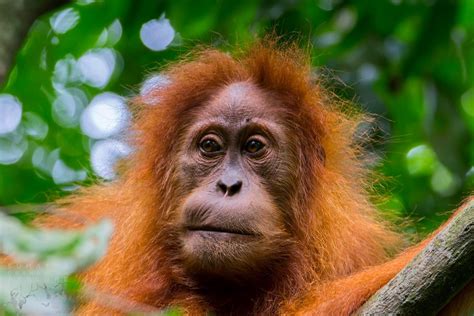 How To Ethically View Orangutans In Indonesia Asia Travel News