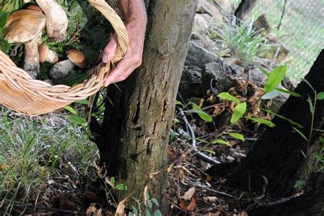 Fine Settimana Tragico Per I Cercatori Di Funghi 4 Morti Notizie