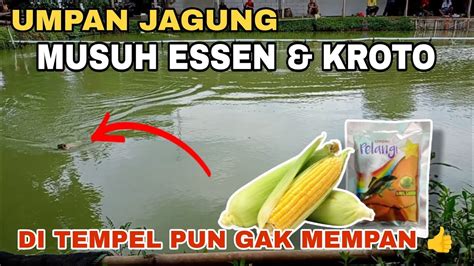 Racikan Umpan Ikan Mas Jagung Penjagal Essen Kroto Di Tempel Pun