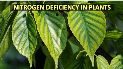 Nitrogen Deficiency in Plants | Free Biology Notes - Rajus Biology