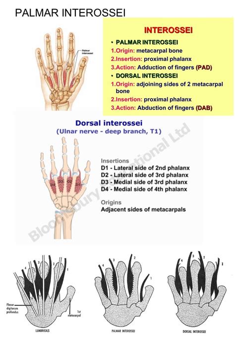 Interossei ... #palmar #dorsal | Upper limb anatomy, Medical facts, Anatomy