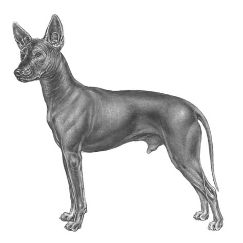 Xoloitzcuintlis: Dog breed info, photos, common names, and more — Embarkvet