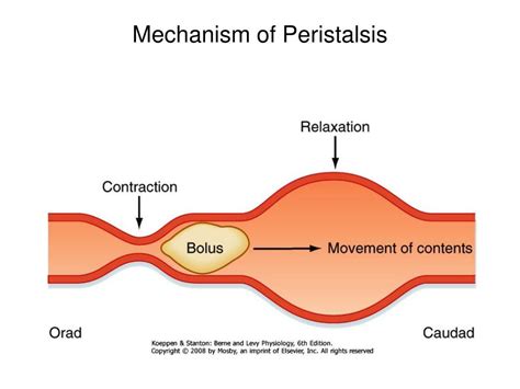 PPT - Gastrointestinal Motility PowerPoint Presentation, free download ...