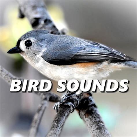 Bird Sounds von Bird Sounds bei Amazon Music - Amazon.de